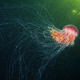 Illustration for article titled These jellyfish photos are some of the most gorgeous underwater images weve seen in ages